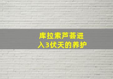 库拉索芦荟进入3伏天的养护