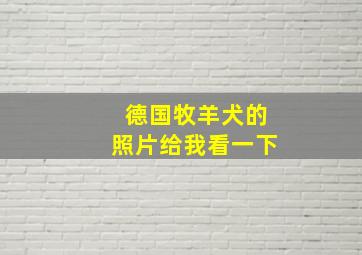 德国牧羊犬的照片给我看一下