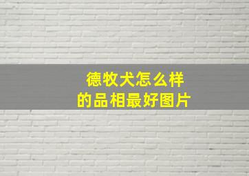 德牧犬怎么样的品相最好图片