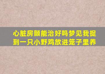 心脏房颤能治好吗梦见我捉到一只小野鸡放进笼子里养