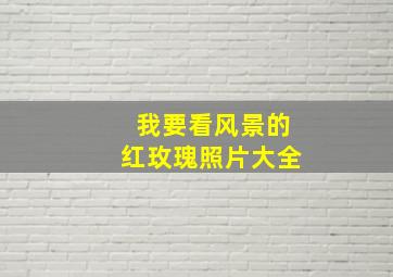 我要看风景的红玫瑰照片大全