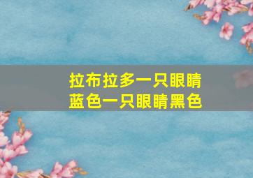 拉布拉多一只眼睛蓝色一只眼睛黑色