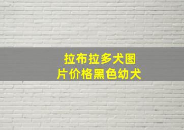 拉布拉多犬图片价格黑色幼犬