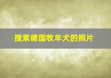 搜索德国牧羊犬的照片