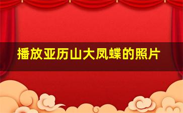 播放亚历山大凤蝶的照片