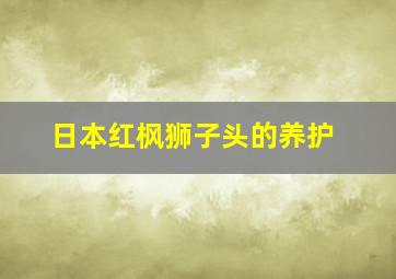 日本红枫狮子头的养护