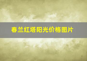 春兰红塔阳光价格图片