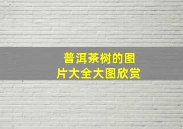 普洱茶树的图片大全大图欣赏