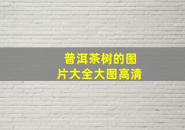 普洱茶树的图片大全大图高清