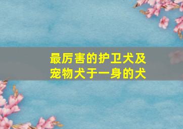 最厉害的护卫犬及宠物犬于一身的犬