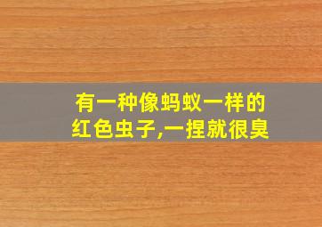 有一种像蚂蚁一样的红色虫子,一捏就很臭