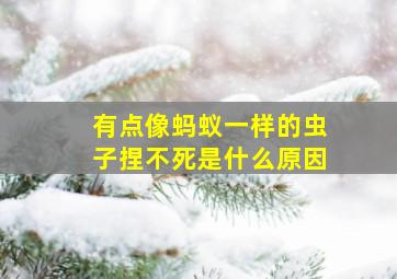 有点像蚂蚁一样的虫子捏不死是什么原因