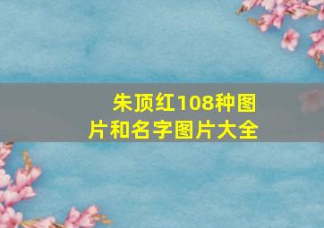 朱顶红108种图片和名字图片大全