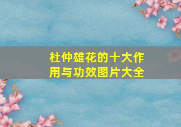 杜仲雄花的十大作用与功效图片大全