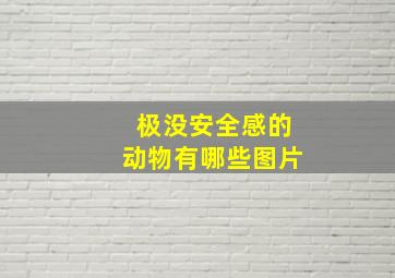 极没安全感的动物有哪些图片