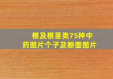 根及根茎类75种中药图片个子及断面图片