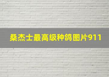 桑杰士最高级种鸽图片911