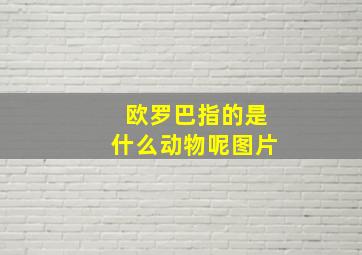 欧罗巴指的是什么动物呢图片