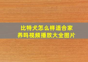 比特犬怎么样适合家养吗视频播放大全图片