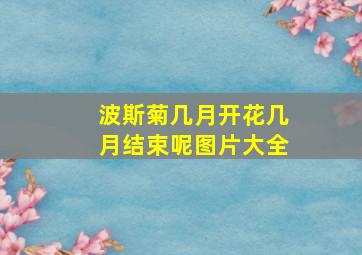 波斯菊几月开花几月结束呢图片大全