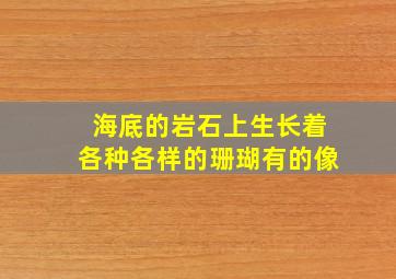 海底的岩石上生长着各种各样的珊瑚有的像