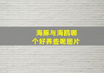 海豚与海鸥哪个好养些呢图片