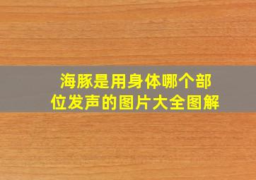 海豚是用身体哪个部位发声的图片大全图解