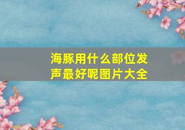 海豚用什么部位发声最好呢图片大全