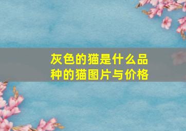 灰色的猫是什么品种的猫图片与价格