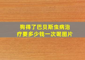 狗得了巴贝斯虫病治疗要多少钱一次呢图片