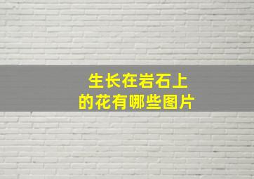 生长在岩石上的花有哪些图片