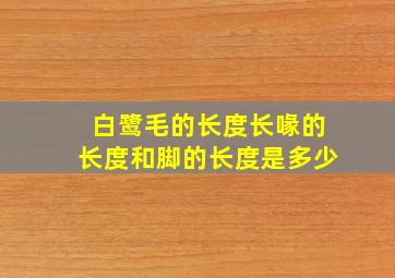 白鹭毛的长度长喙的长度和脚的长度是多少