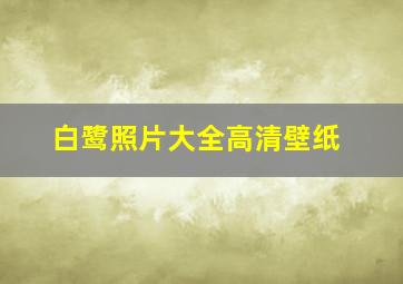 白鹭照片大全高清壁纸