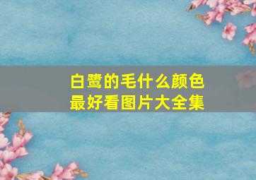 白鹭的毛什么颜色最好看图片大全集