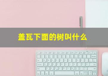 盖瓦下面的树叫什么