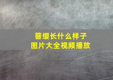 簪缨长什么样子图片大全视频播放