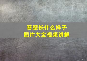 簪缨长什么样子图片大全视频讲解