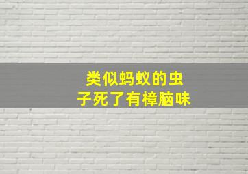 类似蚂蚁的虫子死了有樟脑味