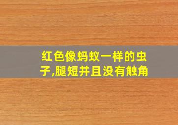 红色像蚂蚁一样的虫子,腿短并且没有触角