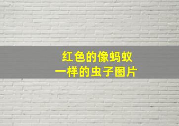 红色的像蚂蚁一样的虫子图片