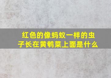 红色的像蚂蚁一样的虫子长在黄鹌菜上面是什么