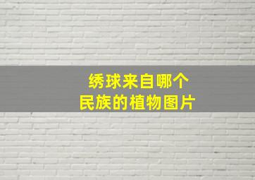 绣球来自哪个民族的植物图片