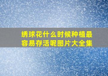 绣球花什么时候种植最容易存活呢图片大全集