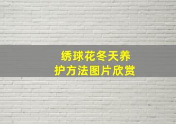 绣球花冬天养护方法图片欣赏