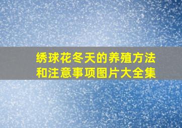 绣球花冬天的养殖方法和注意事项图片大全集