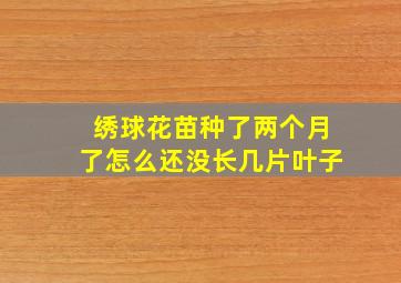 绣球花苗种了两个月了怎么还没长几片叶子