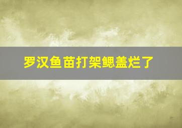 罗汉鱼苗打架鳃盖烂了