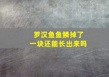 罗汉鱼鱼鳞掉了一块还能长出来吗