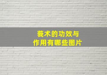 莪术的功效与作用有哪些图片