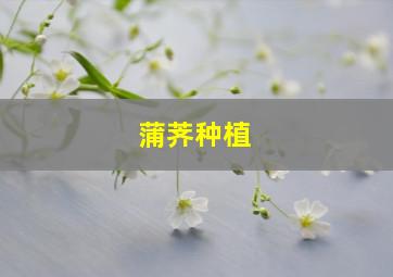 蒲荠种植